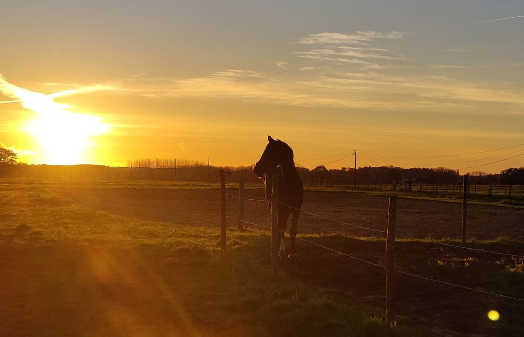 Horse stable
